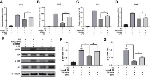 Figure 9 Hmga2 overexpression abolished the anti-inflammatory effect of SR9009. (A–D) The mRNA levels of Ccl2 (A), Il-1β (B), Il-6 (C) and Tnfα (D) as measured using qPCR assays. Overexpression of Hmga2 abolishes the SR9009 treatment-induced downregulation of cytokines Ccl2, Il-1β, and Il-6. (E) Representative gel images of p-p65, p65, p-IKK and IKK proteins. (F and G) The densities of p-p65, p65, p-IKK, IKK. The rations of p-p65/p65 (F) and p-IKK/IKK (G) are shown. Overexpression of Hmga2 blocks the SR9009 treatment-induced inhibition of NF-κB pathway. (n = 3–4, means±SEM). *p < 0.05, **p < 0.01, and ****p < 0.001.