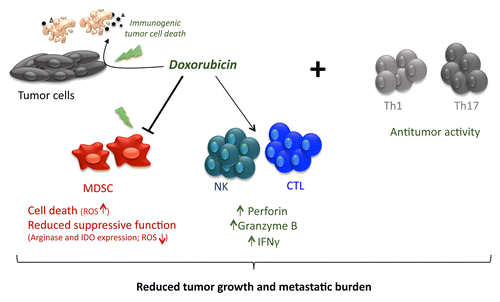 Figure 1. The multifaceted effects of doxorubicin on antitumor immunity. As it depletes myeloid-derived suppressor cells (MDSCs), promotes the immunogenic demise of cancer cells, and improves the activity of effector lymphocytes, doxorubicin may be efficiently combined with the adoptive transfer of helper T cells.
