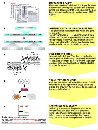 Figure 1. Outline for the interruption of a target gene using zinc-finger nucleases designed by the “modular assembly” strategy.