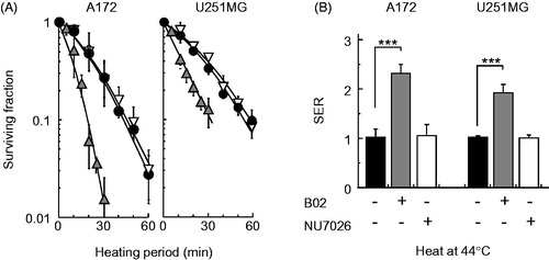Figure 2. Effect of B02 or NU7026 on heat-induced cell death in human cancer cell lines. (A) Colony-forming survival assay. A172 (wtp53) and U251MG (mp53) cells were heat-treated at 44 °C for the indicated times in the presence of B02 (10 μM) or NU7026 (10 μM). Filled circles, no inhibitor; grey triangles, B02; open triangles, NU7026. (B) SER of inhibitors at 10% survival rate. Filled columns, no inhibitor; grey columns, B02, open columns, NU7026. *** represents p < .001.