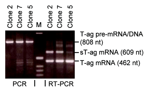 Figure 3. PCR on genomic DNA of sT-ag-positive cell clones revealed the sT-ag is not directly DNA-encoded. PCR / RT-PCR analyses of genomic DNA (lanes 1–3)/cellular RNA (lanes 4–6) of strongly (clones 2 and 7) and weakly (clone 5) expressing rat 2 cell clones. RT-PCR using primers g and w detected in all clones a 462 nt band resulting from the spliced T-ag mRNA as well as a 609 nt band related to the sT-ag mRNA, which was distinct in clones 2 and 7 and faint in clone 5. PCR from the genomic DNA detected in all clones a 808 nt band, which corresponds to the regular distance of the primer binding sites on the integrated SV40 DNA. A 955 nt (808 nt + 147 nt) PCR product relating to a direct genomic DNA template for sT-ag mRNA synthesis, e.g., as a result of a DNA rearrangement with a partial 147 nt SV40 DNA duplication, was not observed.