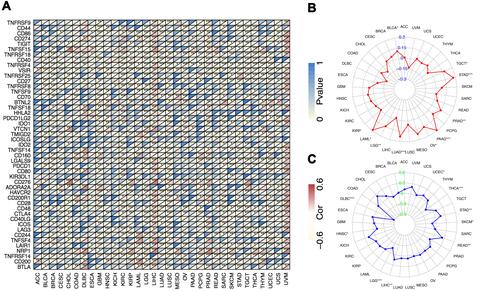 Figure 6 Correlations between CSNK2A1 expression and tumor immunotherapy biomarkers in TCGA cancers. (A) Correlation between CSNK2A1 expression and immune checkpoint marker sets. (B) Radar map of correlation between CSNK2A1 expression and TMB. (C) Radar map of correlation between CSNK2A1 expression and MSI. *P<0.05; **P<0.01; ***P<0.001.