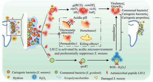 Figure 9. Schematic illustration of the dual-functional mechanism of LH12 on suppressing the cariogenic properties and regulating the bacterial composition of the biofilms. LH12 could target the cariogenic pathogens via being activated by the acidic microenvironment and inhibit their cariogenic virulence and expression of the related genes. In addition, LH12 could also improve the ecological competitiveness of the commensal bacteria by promoting the production of H2O2.