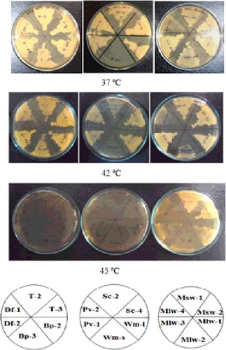 Figure 2. Growth of thermotolerant yeasts under various growth temperatures in YPD solid medium. Here, three panels of images – upper, middle and bottom – represent that yeast strains were grown at 37, 42 and 45 ºC, respectively, for two days. Various microorganisms were isolated from the natural fermented sources of Bangladesh like Tari (T), Boiled potato (Bp), Decomposed food (Df), Sugarcane juice (Sc), Watermelon juice (Wm), Pantavat (Pv), Municipal solid waste (Msw), Municipal liquid waste (Mlw), etc.