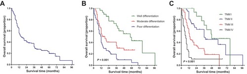 Figure 2 Kaplan-Meier curves for cumulative OS of the study population (A) and OS of patients stratified according to tumor differentiation (B) and TNM stage (C).