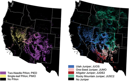 Figure 1. Extent of PJ woodland piñon pine species (left) and juniper species (right). In black are areas where there is no recorded presence of PJ woodland piñon or juniper tree species (Riley et al. Citation2021).