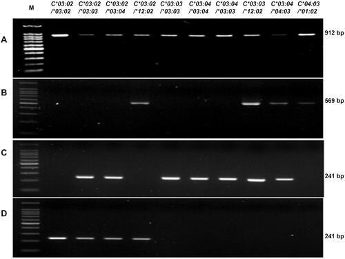 Figure 4 The detection of the HLA-C*03:02 allele in 10 samples of known genotype. (A) Step 1: HLA-C exon 2–3 amplicon, 912 bp; (B) Step 2: amplicon from the primer set HLAC15CF and HLAC15CR, 569 bp; (C) Step 2 amplicon from the primer set HLAC2CF and HLAC3CR, 241 bp; (D) Step 2: amplicon from the primer set HLAC0302F and HLAC3CR, 241 bp. (*): allele number.