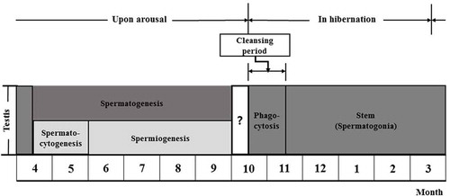Figure 7. Hibernating Korean Rhinolophus ferrumequinum korai showing three major stages of the male reproductive cycle. The first was the spermatogenesis stage (from April to September), including spermatocytogenesis (from April to May) and the spermiogenesis (from June to early October). The second was the phagocytosis stage (from mid-October to mid-November), which was a purification process to prepare for new spermatogenesis in the following year. The third was a dormant stage. It was a state of holding only spermatogonia and Sertoli cells as an adaptation strategy to make efficient use of energy for long hibernation.