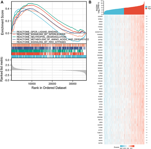 Figure 7 Enrichment plots from the Gene Set Enrichment Analysis (GSEA). (A) GSEA results showing differential enrichment of genes in REACTOME with high SLC7A5 expression. (B) Heatmap of related genes in breast cancer with different SLC7A5 expressions.