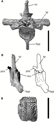 FIGURE 11 Associated postcrania of UF/IGM 31. A–B, anterior dorsal vertebra (likely the third or fourth position); A, in cranial view; B, in right oblique view of ventral aspect showing fusion of neurocentral suture; C, lateral osteoderm. Abbreviations: hyp, hypapophysis; ncs, neurocentral suture; ns, neural spine; poz, postzygapophysis; tp, transverse process. Scale bar equals 5 cm.