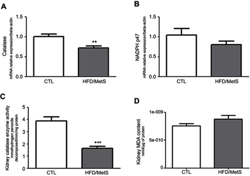 Figure 3 Oxidative stress parameters in the kidney of control (CTL) and HFD-fed rats (HFD/MetS) for 20 weeks. Real-time PCR analyses of mRNA transcript levels of genes coding for catalase (A) and NADPH oxidase (B). Levels of malondialdehyde (MDA) indicating lipid peroxidation assessed by thiobarbituric acid reactive species (TBARs) (C) and catalase enzyme activity (D). **P<0.01 vs control, ***P<0.001 vs control. For this analysis, at least six animals of each group were analyzed out of three independent experiments performed.