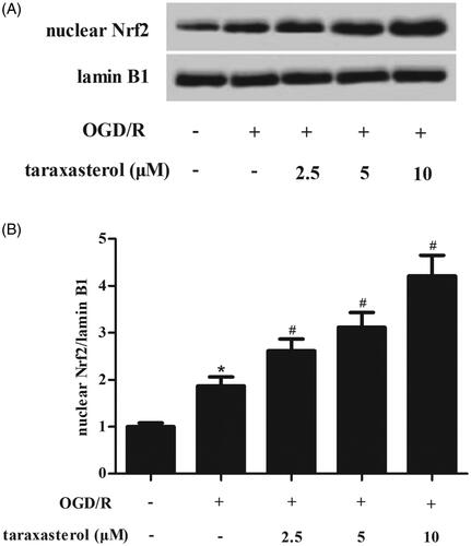 Figure 4. Effect of taraxasterol on Nrf2 signalling in OGD/R-induced hippocampal neurons. Hippocampal neurons were incubated with the pre-treatment of 2.5, 5 or 10 µM for 2 h prior to OGD/R stimulation. (A) The nuclear level of Nrf2 was measured using western blot. (B) Quantification analysis of Nrf2/lamin B1. Data are expressed as mean ± SD. n = 4. *p < .05 vs. control hippocampal neurons; #p < .05 vs. OGD/R-induced hippocampal neurons.