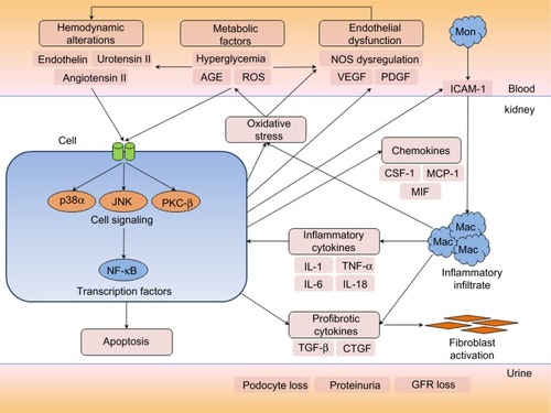 Figure 2 Overview of the pathological pathways in diabetic nephropathy.