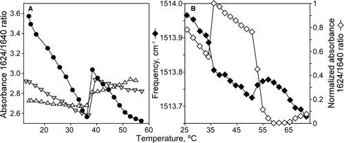 Figure 2.  Temperature dependence of peptide conformation. (A) Absorbance ratio at 1625/1640 for P4 peptide in presence of DEPE lipid vesicles at different lipid:peptide molar ratios: 45:1 (Δ), 30:1 (▾) and 10:1 (•). (B) Left scale represents the temperature dependence of tyrosine infrared vibration for P7 peptide with DEPE lipid vesicles at lipid:peptide molar ratio 10:1. Right scale shows normalized absorbance ratio at 1624/1640 versus temperature increase in the same sample.