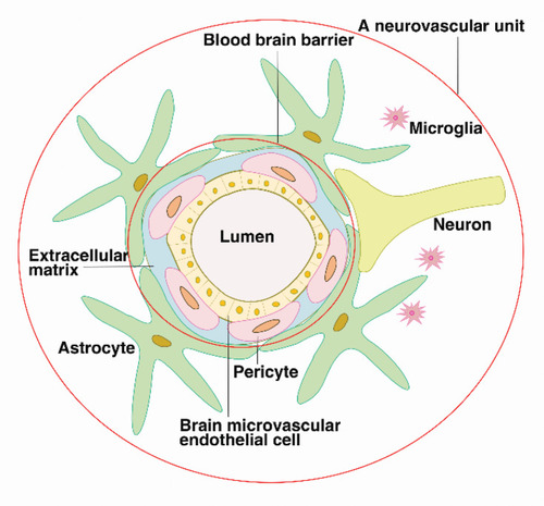 Figure 1 The blood–brain barrier is composed of brain microvascular endothelial cells, pericytes, the continuous basement membrane and the perivascular feet of astrocytes, preventing the entry of harmful substances into the brain tissue. The blood–brain barrier interacts with extracellular matrices, neurons, and microglia, forming neurovascular units, which regulate the structure and function of the blood–brain barrier.