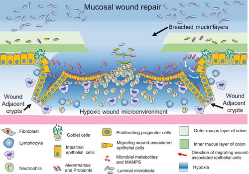 Figure 2. Host-microbiome interface of the mucosal wounds: dynamic changes in physiological and inflammatory responses of the wound microenvironment drive a spatiotemporal alteration of the microbial community structure resulting in the enrichment of a mucosa-associated microbial consortium, which in turn augments re-epithelialization of the mucosa, achieved by enhanced migration and subsequent proliferation of epithelial cells.