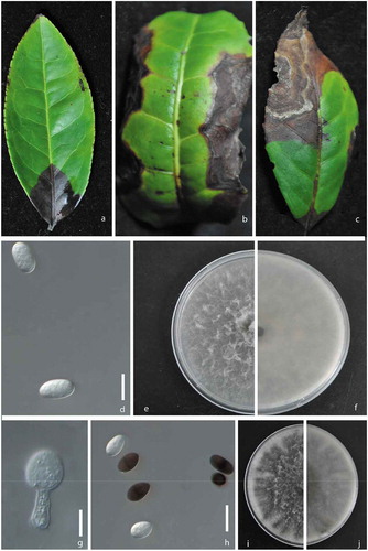 Fig. 1 (Colour online) a, b, c, Natural symptoms of the leaf necrosis caused by Lasiodiplodia species on tea (Camellia sinensis ‘Purple Rose’). d, Conidia of Lasiodiplodia pseudotheobromae (isolate JZB313005). e, Upper view of a 7-day-old colony of L. pseudotheobromae on PDA. f, Reverse view of a 7-day-old colony of L. pseudotheobromae on PDA. g, Conidiogenous cells of Lasiodiplodia theobromae (isolate JZB313001). h, Conidia of L. theobromae. i, Upper view of a 7-day-old colony of L. theobromae on PDA. j, Reverse view of a 7-day-old colony of L. theobromae on PDA. Scale bars: d, g, h = 10 μm.