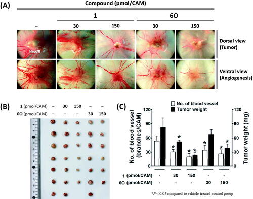 Figure 7. Inhibitory effects of compound 6O and BLU9931 (1) on tumour growth and tumour-induced angiogenesis in Hep3B-xenografted CAM tumour model. Four days after Hep3B xenograft, both tumour growth and tumour-induced angiogenesis on the CAM tissues are shown in (A). The weight of tumour masses isolated from CAMs (B) and the number of new vessel branches formed on CAM were counted using Image J program (C). *P< 0.05 compared to the vehicle-treated group.