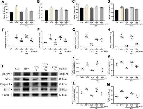 Figure 6 BBR suppressed NLRP3 inflammasome activation. Levels of (A) IL-1β and (B) IL-18 in serum. Levels of (C) IL-1β and (D) IL-18 in kidneys (n=10). mRNA expression levels of (E) NLRP3, (F) ASC, (G) caspase1, and (H) IL-1β (n=4). (I) Representative Western blots of NLRP3, ASC, caspase1, and IL-1β protein expression. Quantitative analysis of (J) NLRP3, (K) ASC, (L) caspase1, and (M) IL-1β protein expression (n=3). All the results are shown as mean ± SEM. ##p<0.01 vs Con group. *p<0.05 and **p<0.01 vs HUA group.