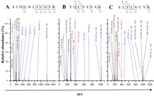 Figure 7. MS/MS spectra of peptides modified by Ebselen. Representative MS/MS spectra for the 3 peptide sequences covalently modified by Ebselen (A) SIDGNLFCGFK (m/z = 738.2831, z = 2), (B) YQCVEFAR (m/z = 645.7306, z = 2) and (C) ELYLNCVR (m/z = 642.7532, z = 2). The Ebselen modification reporter ions (an intense signal of m/z = 275.9938 corresponding to protonated Ebselen ([Eb + H]+) and the signal of the two most intense fragmentation products of m/z = 196.0751 and 183.9417) are present in all spectra (Eb frag+). Peaks are assigned to the y and b series of native sequence; +Eb indicates those fragment ions containing the +274.985 modification. Phe, Lys and Tyr indicate the immoniun ions of the respective amino acids. Eb: Ebselen.