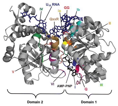 Figure 1 DEAD-box protein structure and RNA unwinding mechanism. (A) Crystal structure of DEAD-box protein Mss116p with bound AMP-PNP (black, at the bottom of the domain interface) and U10 ssRNA (dark blue, at the top of the domain interface).Citation24 The conserved motifs are highlighted and labeled. Domain 1 is on the right.