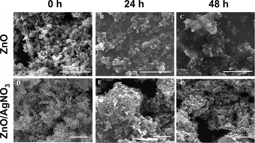 Figure 2. SEM images of ZnO NPs (a, b, and c) and ZnO/AgNO3 (d, e, and f) suspensions prepared at a concentration of Mix III in ISO medium at 0, 24 and 48 h of incubation, respectively. Scale bar = 2 µm.