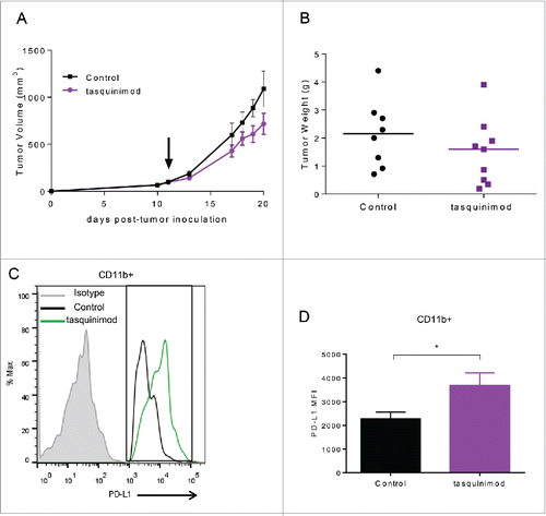 Figure 4. Treatment with tasquinimod had no effect on established MBT-2 tumor growth and induced an alteration in the profile of PD-1/PD-L1 axis. (A) Growth curves and (B) tumor weight of MBT-2 tumors treated with tasquinimod at 30 mg/kg (oral gavage, twice daily) after randomization at day 11 post tumor-cell inoculation (n = 12). Mice were sacrificed. Tumors were harvested, digested and then subjected to surface staining. (C) PD-L1 expression on myeloid cells treated with vehicle (control) or tasquinimod 30 mg/kg at day 15. (D) Quantitative data of the Median Fluorescence Intensity of PD-L1 gated on infiltrating myeloid cells CD11b+ (*p < 0.05; Mann–Whitney test, n = 5 mice per group).