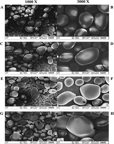 Figure 1. Field emission scanning electron microscopy of native and octenyl succinic anhydride modified potato starches with different degree of substitution of native (A, B), 0.0012 (C, D), 0.0031 (E, F), and 0.0055 (G, H). Micrographs of each starch sample were taken at 1,000 and 3,000 X magnifications.