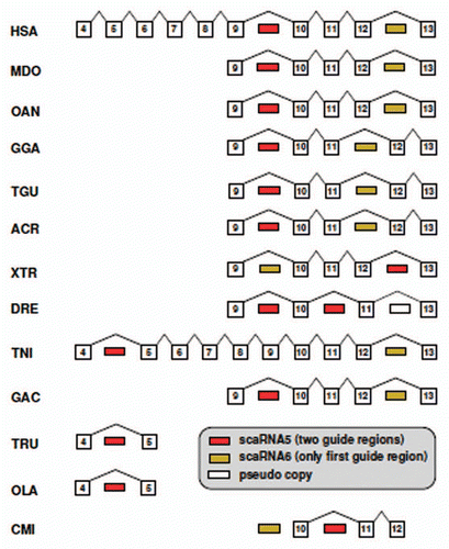 Figure 5 Location of the homologs of SCARNA5 and SCARNA6 in the ATG16L1 gene. Homology of introns was established by sequence alignments. The scaRNAs jumped to different positions several times during vertebrate evolution. Exons numbers correspond to the human gene.