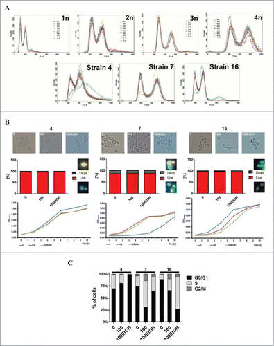 Figure 2. Generation- and ethanol-mediated viability, vitality and changes in the cell cycle. (A) Fluorescence-activated cell sorting (FACS)-based analysis of DNA content of selected strains (4, 7 and 16). Haploid, diploid, triploid and tetraploid reference strains are also shown. The graphs show superimposed plots of at least 10 independent samples analyzed for each strain. (B) Morphology, live/dead analysis and kinetic growth assay. Left panel: strain 4, middle panel: strain 7, right panel: strain 16. (C) Cell cycle analysis using FACS.