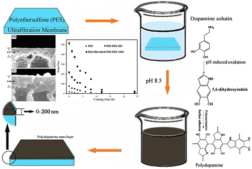 Figure 2. An illustration of the DA polymerization induced by pH and adhesion on the membrane of PES [Citation22].