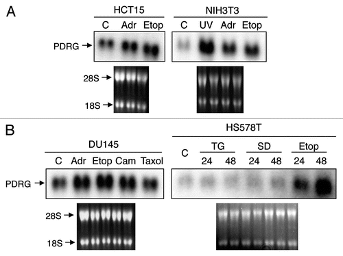 Figure 1 PDRG expression is selectively upregulated by genotoxic stress. (A) HCT15 and NIH3T3 cells were untreated as control (C) or treated with 2 µM adramycin (Adr), 30 µM etoposide (Etop) or 20 J/m2 ultraviolet radiation (UV) for 24 hours. Total RNA preparation and northern blot analyses were done as described in Material and Methods. A human PDRG cDNA probe was used for the blot contains RNA from HCT15 cells, and a mouse PDRG cDNA probe was used for the blot containing RNA from NIH3T3 cells. The integrity of total RNA and comparable loading are shown by ethidium bromide staining of the gel prior to transfer. (B) DU145 and HS578T cells were untreated as control (C) or treated with adramycin (Adr), etoposide (Etop), camtothecin (Cam), Taxol, thapsigargin (TG) or sulindac sulfide (SD) and then harvested after 24 hours or at indicated time points. Total RNA was extracted and northern blot analyses of PDRG mRNA levels were done using human PDRG cDNA probe as described in Material and Methods. Ethidium bromide staining of the gel shows integrity of RNA and comparable loading.