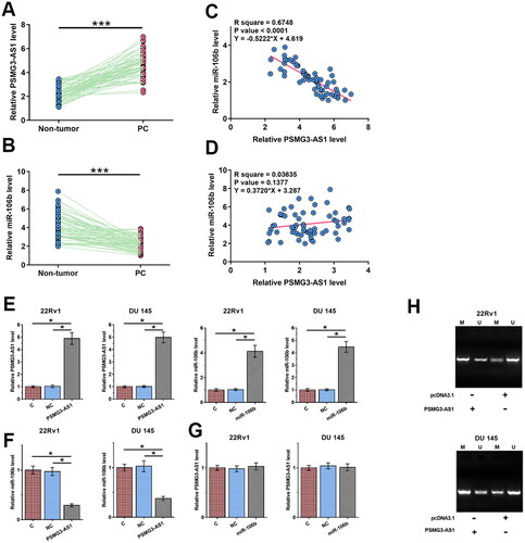 Figure 1. The expression of PSMG3-AS1 and miR-106b were altered in PC and mechanisms that mediates their interaction. To analyze the expression of PSMG3-AS1 and miR-106b in PC, the expression levels of PSMG3-AS1 (A) and miR-106b (B) in paired PC tissues were determined by RT-qPCR. Linear regression was performed to analyze the correlations between PSMG3-AS1 and miR-106b across both PC tissues (C) and non-tumor tissues (D). To further explore the interactions between PSMG3-AS1 and miR-106b, 22Rv1 and DU 145 cells were subjected to PSMG3-AS1 expression vector or miR-106b mimic transfection, and transfections were confirmed by RT-qPCR (E). The expression of miR-106b in cells with PSMG3-AS1 expression vector transfection (F) and the expression of PSMG3-AS1 in cells with miR-106b mimic transfection (G) were also analyzed by RT-qPCR. MiR-106b gene methylation in cells with PSMG3-AS1 vector transfection was analyzed by MSP (H). *, p < 0.05; ***, p < 0.001.