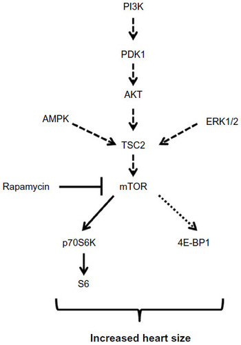 Figure 7 Schematic representation of mTOR signaling in the hearts of Ryr2ADA/ADA mice.