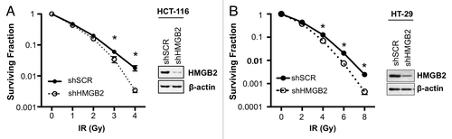 Figure 1. Knockdown of HMGB2 sensitized colorectal cancer cells to radiation. HMGB2 knockdown HCT-116 (A) and HT-29 (B) cells were established by infecting lentivirus expressing shRNA targeting HMGB2 and were confirmed by western blot analysis. A clonogenic assay was performed after exposure to the indicated dose of radiation in shRNA expressing cells. Values are means ± standard deviation for triplicate wells for each dose point (*p < 0.05 compared with control).