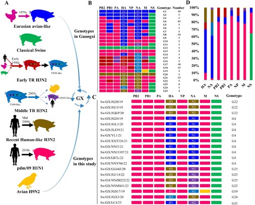 Figure 2. Multiple genotypes and lineages of swIAVs in Guangxi, China. (A) Multiple lineages from swine, human and avian lineages of swIAVs which co-circulated in Guangxi (GX). (B) Genotypes of the different swine influenza A virus (swIAV) identified in Guangxi, including the previously described genotypes and obtained in this study. The eight bars represent the eight gene segments and the colours of the bars indicate the lineage of origin of the gene segments, corresponding to Figure 2A. (C) Genotypes of EA H1N1, HL H3N2 and pdm09-like H1N2 swIAVs in this study. (D) Contributions (%) of various genetic lineages to gene segments in the 158 reassortant swIAV strains in Guangxi during 2011 and through 2023.