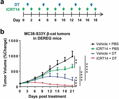 Figure 5. iCRT14 synergizes with Treg cell ablation to eradicate colorectal tumors. (a) Scheme of DT and iCRT14 treatments. (b) Tumor growth of MC38-S33Y.β-cat tumors in DEREG mice upon tumor vaccine, iCRT14 or combination treatments. n = 6/group. ** P < .01, **** P < .0001