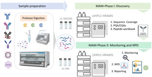 Figure 1. An overview of the MAM workflow for analysis of biotherapeutic proteins from process development to product characterization. Sample preparation using enzymatic digestion can be accomplished by manual handling or automated workflows involving robotic platforms with different proteases. The peptide mapping experiment comprises the discovery phase to assess sequence coverage and identify the product quality attributes (PQAs). A list of CQAs is created in a peptide workbook format which is then used for routine GMP-compliant monitoring of the selected targets, detection of new features, and reporting.