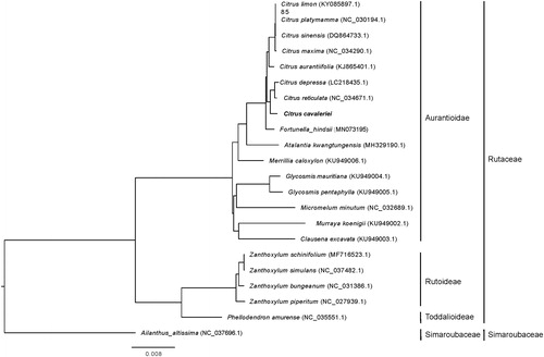 Figure 1. The maximum-likelihood phylogenetic tree constructed using the complete chloroplast genome sequences of Citrus cavaleriei and 20 plant species from the Rutaceae with Ailanthus altissima as outgroup. The phylogenetic tree was constructed according to the method and result described by Xu et al. (Citation2019).