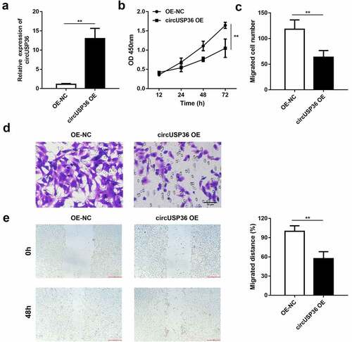 Figure 2. Ectopic expression of circUSP36 attenuated endothelial cell proliferation and migration. (a) The efficiency of circUSP36 overexpression was examined by qRT-PCR (n = 3). (b) CKK-8 assay explored the viability of ox-LDL-treated endothelial cells in different groups (n = 6). (c-e) Transwell and wound-healing assays measured the migration ability of endothelial cells exposed to ox-LDL for the indicated times after transfection (n = 6). Cells migrating to the underside of the transwell insert were counted. **P < 0.01