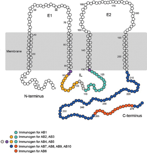 Figure 1. Schematic of the transmembrane structure of Cx32, highlighting the position of the peptides used to generate each of the antibodies assessed. Additional details are provided in Table 1.