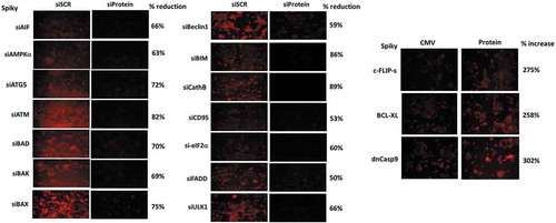 Figure 13. Control siRNA knock down immunofluorescence images for proteins whose expression was manipulated in the manuscript.