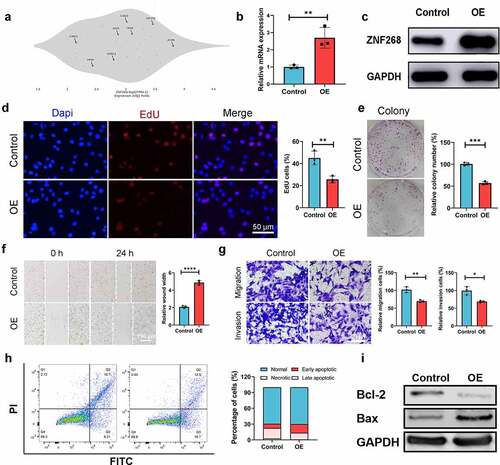 Figure 2. Overexpression of ZNF268 inhibits cell proliferation, migration, and invasion by promoting apoptosis in vitro. (a) The expression differences of ZNF268 in ccRCC cell lines which exhibiting Caki-1 contained the higher expression. q-PCR (b) and Western blot (c) analysis of ZNF268 expression after transfection indicating the overexpression of ZNF268. (d) EdU results of ZNF268 overexpression in cell proliferation with the quantitative analysis in the right. (e) Results of the colony assay after ZNF268 overexpression in Caki-1 with the quantitative analysis in the right. (f) Wound-healing assay results after oe-ZNF268 transfection for migration measurements and the quantitative analysis in the right. (g) Transwell assay results for cell migration and invasion after oe-ZNF268 transfection with the quantitative analysis in the right. (h) Cell apoptosis results of Caki-1 after oe-ZNF268 transfection as measured through flow cytometry with the quantitative analysis in the right. (i) Western blot analysis of Bcl-2 and Bax expression in the two subgroups. (n = 3, data represent means ± SD, *p < 0.05, **p < 0.01, ***p < 0.001 and ****p< 0.0001).