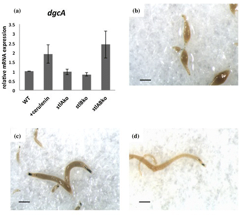 Fig. 5. Expression of dgcA and spatial expression of stalk cell specific ST:LacZ in the slug stage.