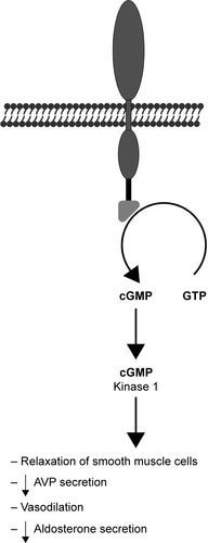 Figure 2 Mechanism of action of urodilatin.(/p)(/p)Note: The consequences of NPR-A receptor activation include increased cGMP production, resulting in lowered intracellular calcium level which reduces the smooth muscle tonus.(/p)(/p)Abbreviations: AVP, arginine vasopressin; GTP, guanosine triphosphate; cGMP, cyclic guanosine monophosphate; NPR-A, natriuretic peptide receptor A.