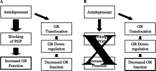 Figure 1 Theoretical model of antidepressant differential effects on GR function. We hypothesise that the final in vitro effect of antidepressants on glucocorticoid receptor (GR) function depends on the experimental conditions, and especially on the ability of antidepressants to block membrane steroid transporters like P-glycoprotein (PGP) that expel glucocorticoids from the cells. In conditions that do elicit effect on the PGP (A), antidepressants lead to increased GR function by blocking steroid transporters and therefore increasing steroid level inside the cells; these effects compensate and overcome the effects of the GR downregulation. By contrast, in conditions that do not elicit effects on PGP, antidepressants decrease GR function because the effects on GR downregulation predominate (B).