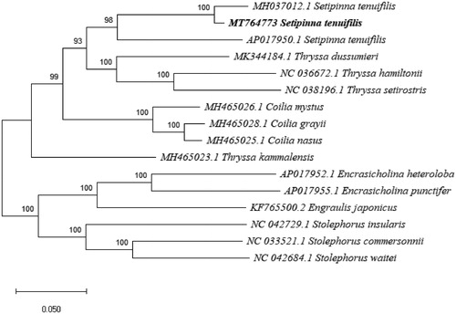 Figure 1. Phylogenetic relationship revealed by ML tree among 14 Engraulidae species based on mitochondrial complete sequence.