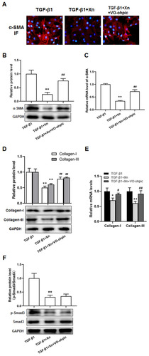 Figure 6 VO-ohpic reduced Xn-mediated inhibitory effect on TGF-β1-induced cardiac fibroblasts differentiation and collagen overproduction. (A–C) The protein and mRNA expressions of α-SMA were measured by cellular immunofluorescence and Western blotting; (D and E) The protein and mRNA expressions of Collagen-I and III were determined by real-time PCR; (F) The protein expressions of p-Smad3 and Smad3 were measured by Western blotting. Data are mean±S.E.M. n=3. **P < 0.01 vs. TGF-β1; #P < 0.05, ##P < 0.01 vs. TGF-β1+Xn.