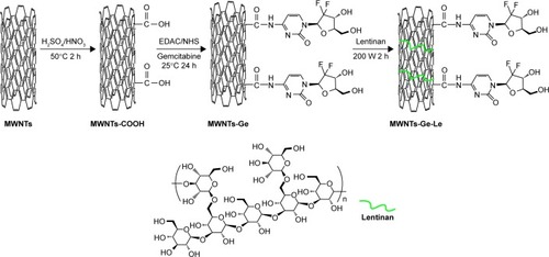 Figure 1 The approach for preparing MWNTs-Ge-Le.Abbreviations: EDAC, 1-(3-dimethylaminopropyl)-3-ethylcarbodiimide; MWNTs, multiwalled carbon nanotubes; MWNTs-COOH, oxidized multiwalled carbon nanotubes; MWNTs-Ge, multiwalled carbon nanotubes/gemcitabine; MWNTs-Ge-Le, multiwalled carbon nanotubes/gemcitabine/lentinan; NHS, N-hydroxysulfosuccinimide.