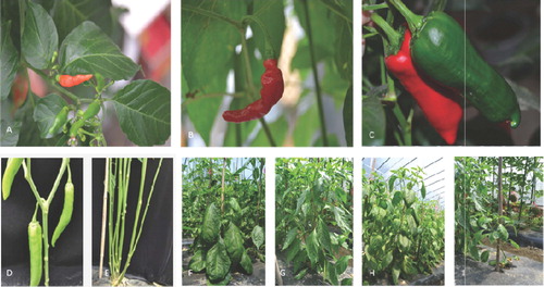Figure 1. Differences in phenotypic characters among the F2 generation groups. Fruit (A, B and C); offshoot number (D and E); leaf (F and G); plant height (H and I).
